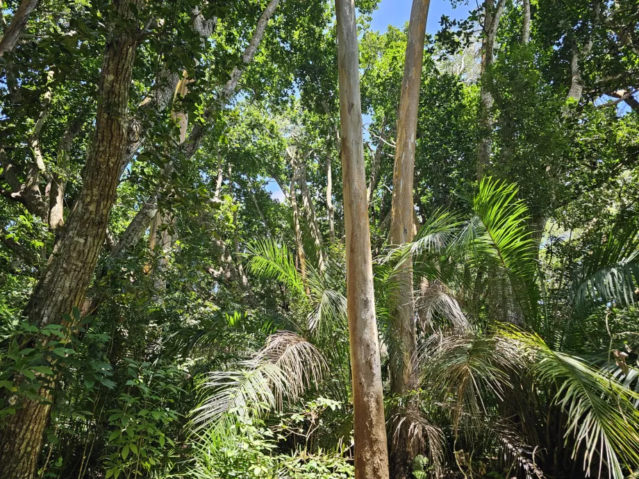 Jozani-Wald