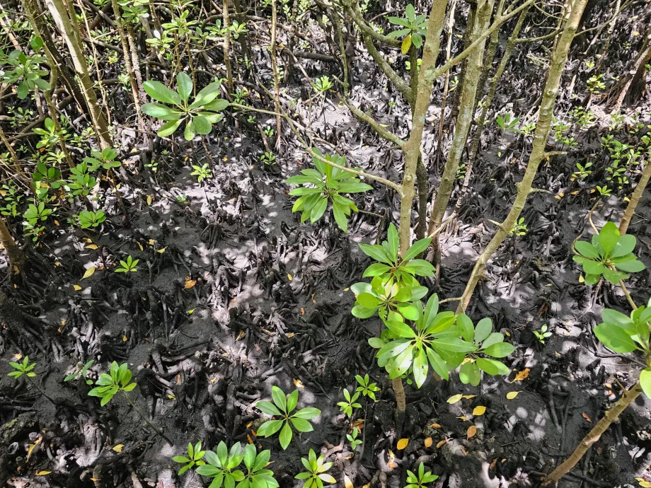 Jozani-Wald, Mangroven