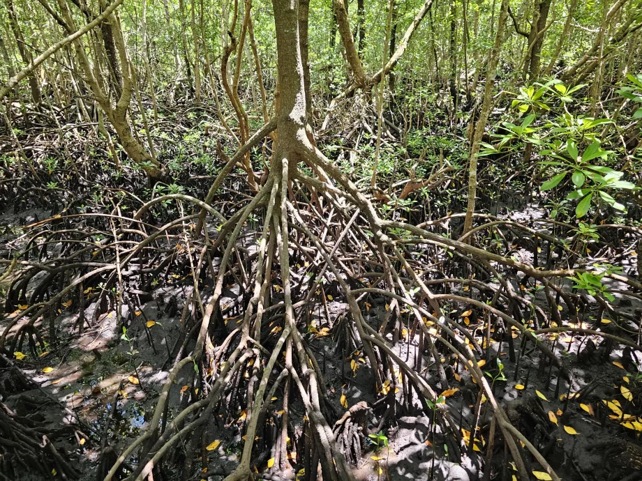 Jozani-Wald, Mangroven