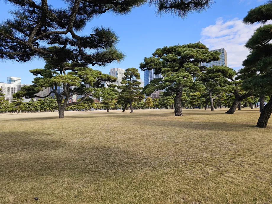 Nationaler Garten Kokyo Gaien