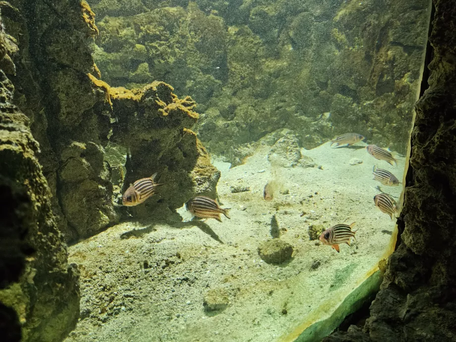 Rhodos-Aquarium