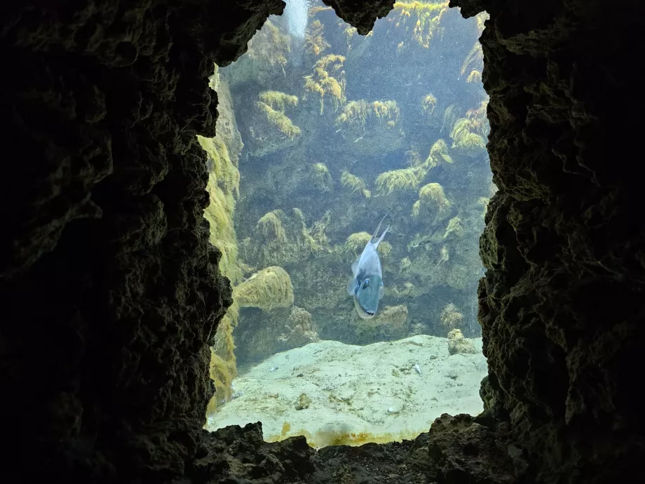 Rhodos-Aquarium