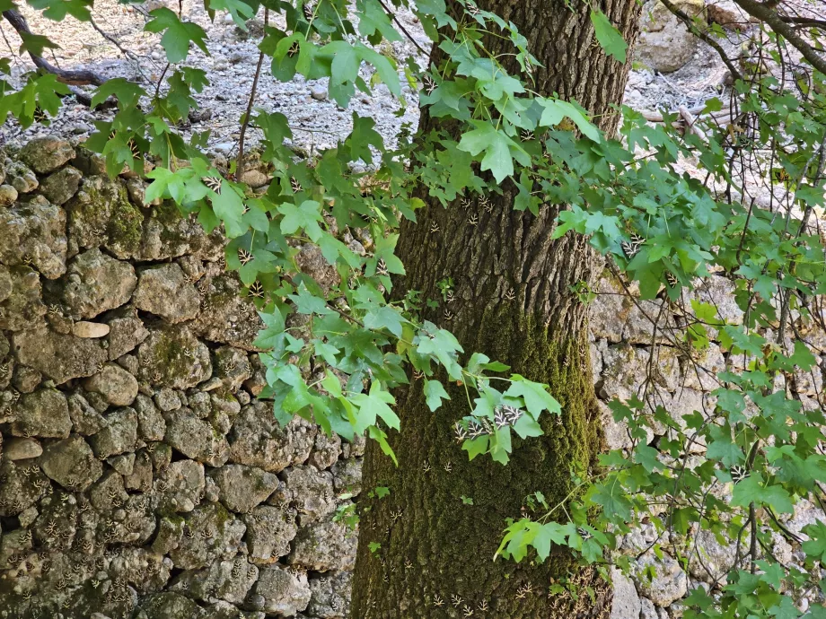 Tal der Schmetterlinge