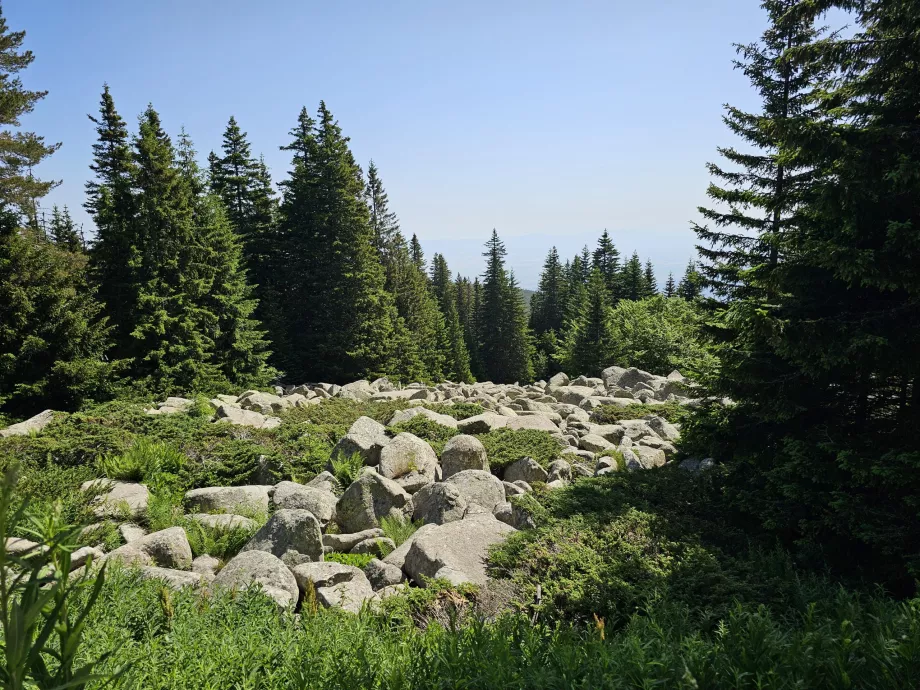 Wälder an den Hängen von Vitosha