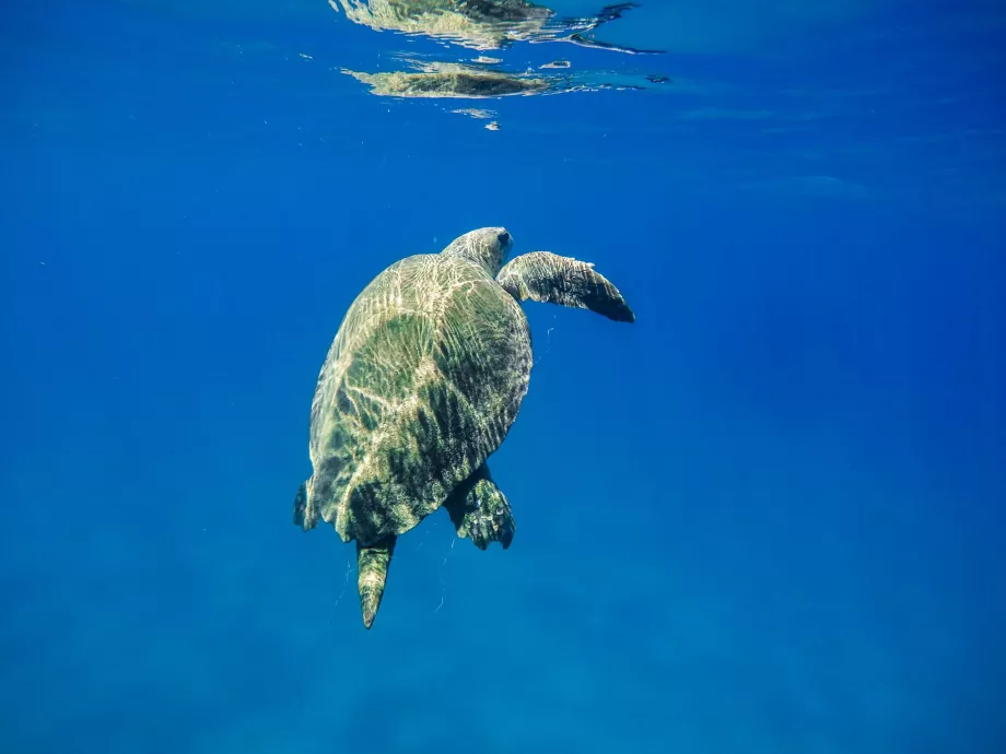 Schildkröten auf Zakynthos