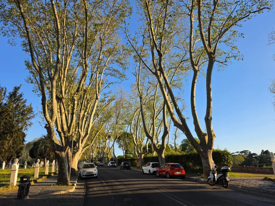 Giannicolo