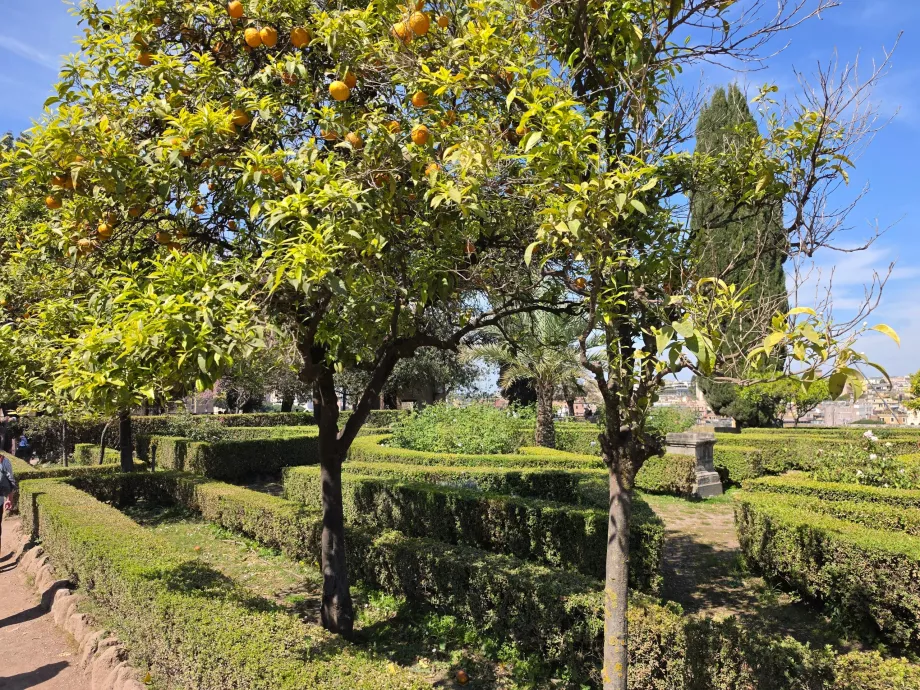 Palatin