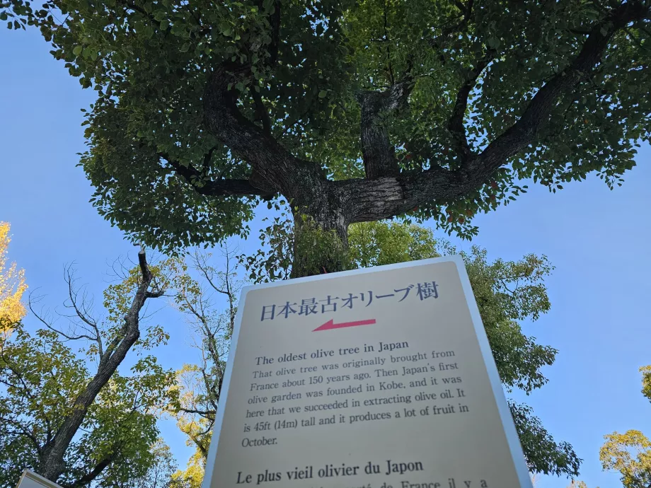Minatogawa-Schrein, der älteste Olivenbaum Japans