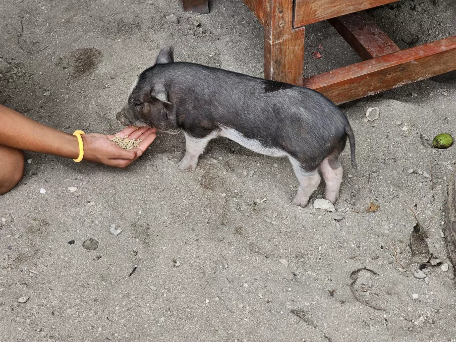 Fütterung der Schweine auf Pig Island
